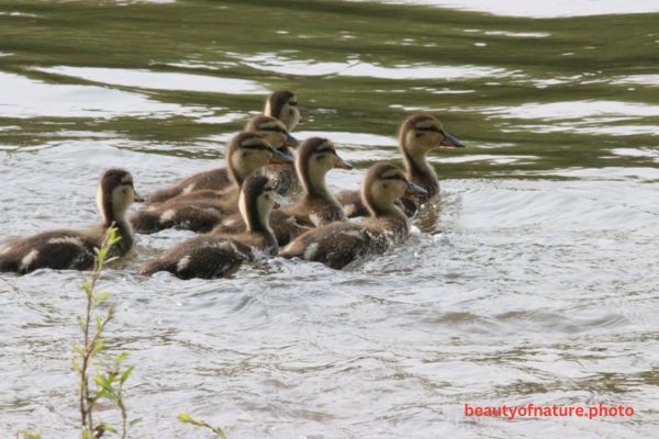 Mallard Duckling Closeup 23-4265 Horizontal Early Access Q1 2026