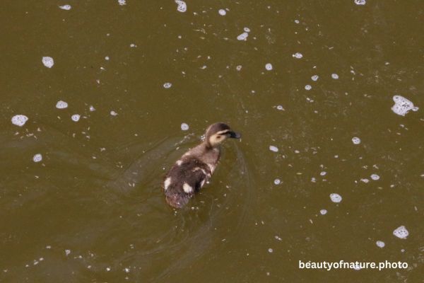 Mallard Duckling Closeup 23-7636 Horizontal Early Access Q1 2026