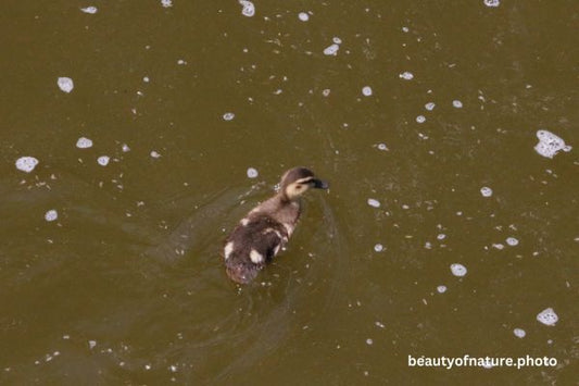 Mallard Duckling Closeup 23-7636 Horizontal