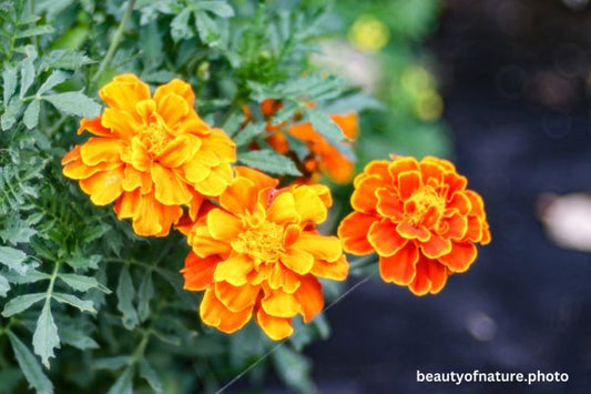 Marigold 2 Horizontal