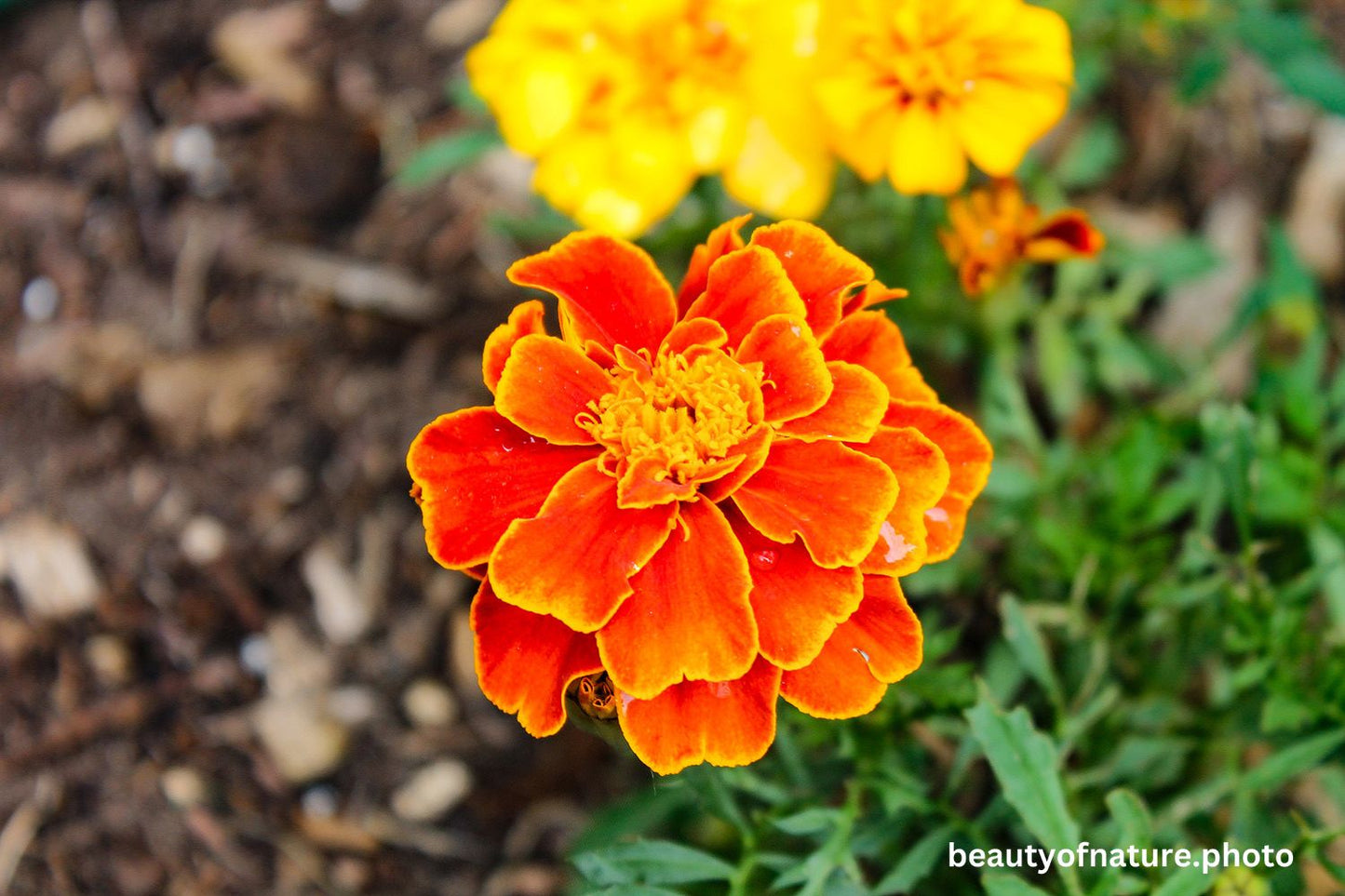 Marigold 3 1500X1000