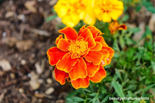 Marigold 3 Horizontal