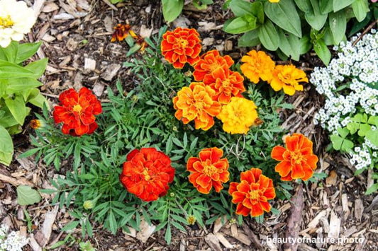 Marigold 4 Horizontal