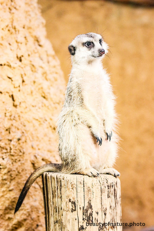 Meerkat 2 1000X1500