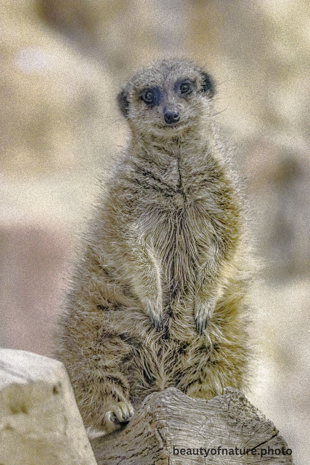 Meerkat 3 1000X1500