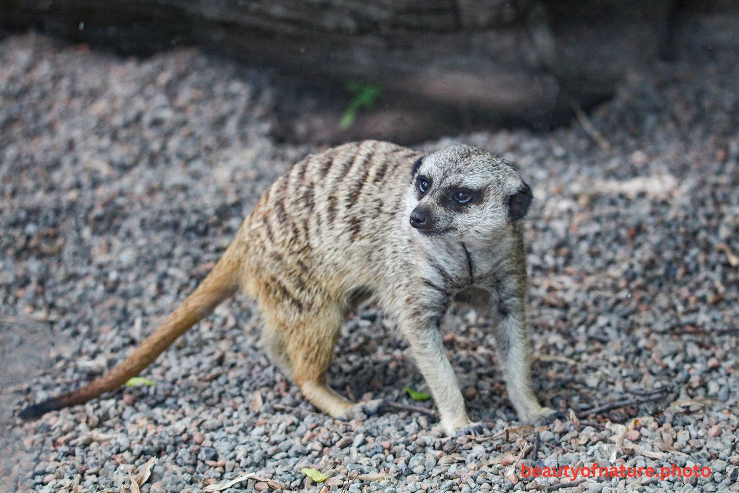 Meerkat 5 1500X1000