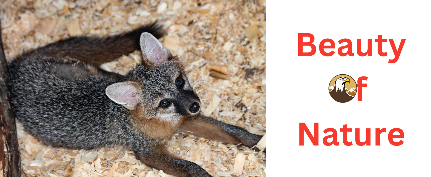 Classic Mug (White) 11 oz