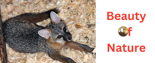 Classic Mug (White) 11 oz