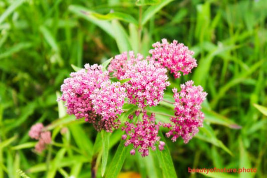 Milkweed Horizontal