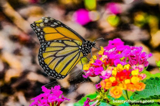 Monarch Butterfly Horizontal