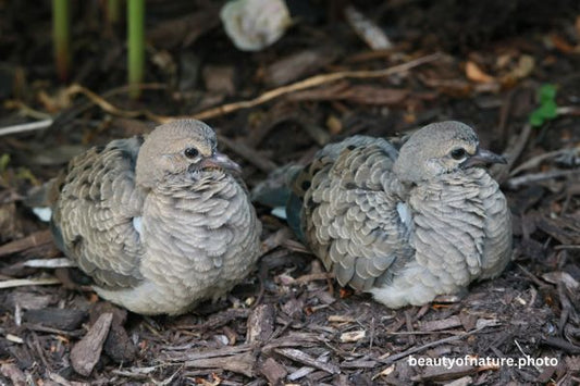 Mourning Dove Fledgling Portrait 23-6925 Horizontal