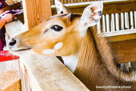 Nilgai Juvenile 1 Horizontal