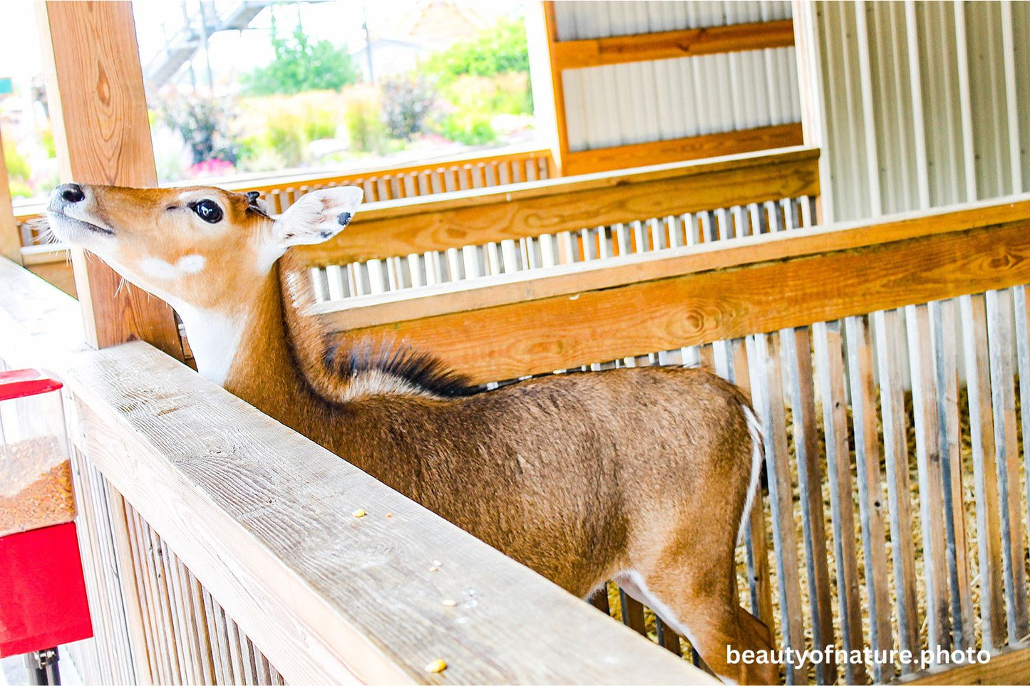 Nilgai 2 1500X1000