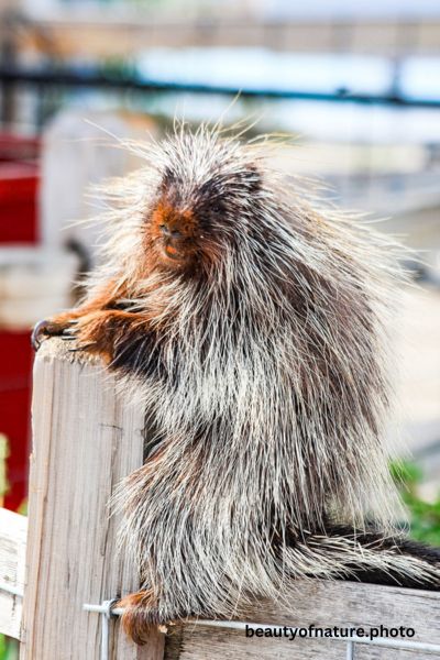 North American Porcupine 1 Vertical