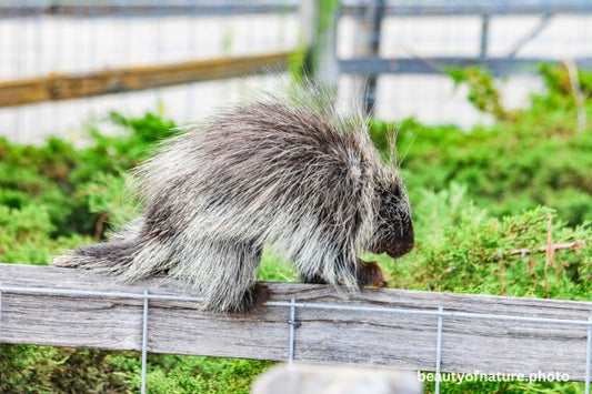 North American Porcupine 2 Horizontal