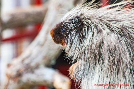 North American Porcupine 3 Horizontal