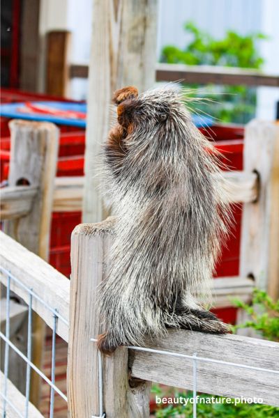 North American Porcupine 4 Vertical