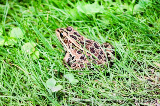 Northern Leopard Frog Horizontal