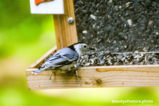 Nuthatch 3 1500X1000