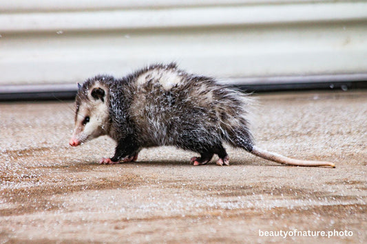 Opossum 1 1500X1000