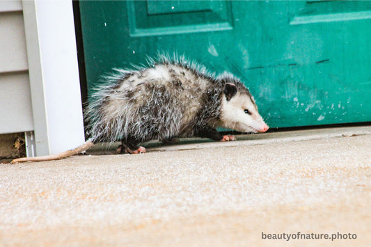 Opossum 2 1500X1000