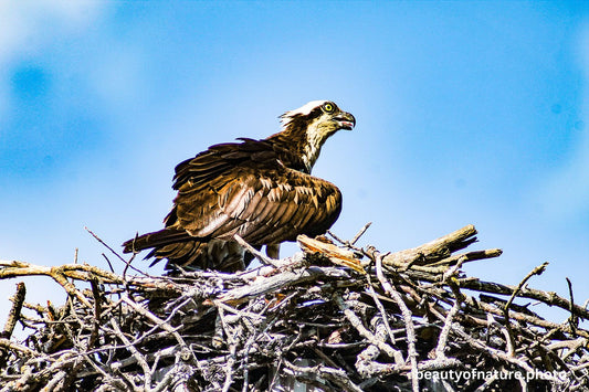 Osprey 2 1500X1000