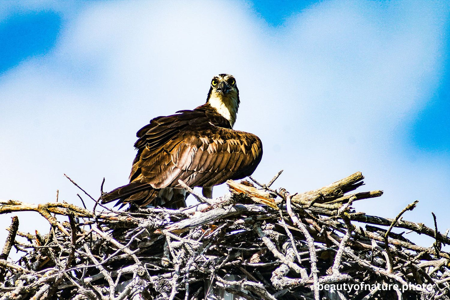 Osprey 3 1500X1000