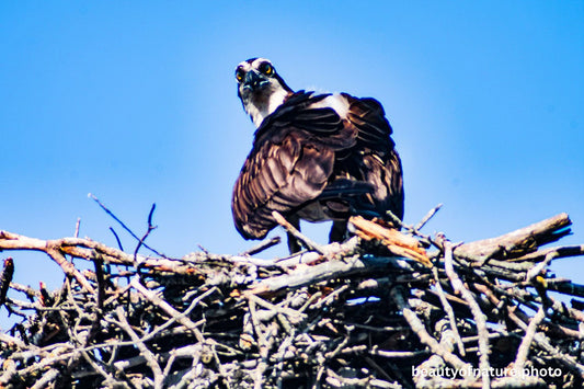 Osprey 4 1500X1000
