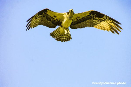 Osprey 5 Horizontal