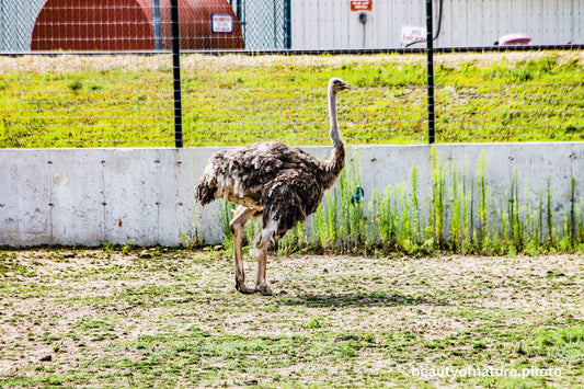Ostrich 1 1500X1000