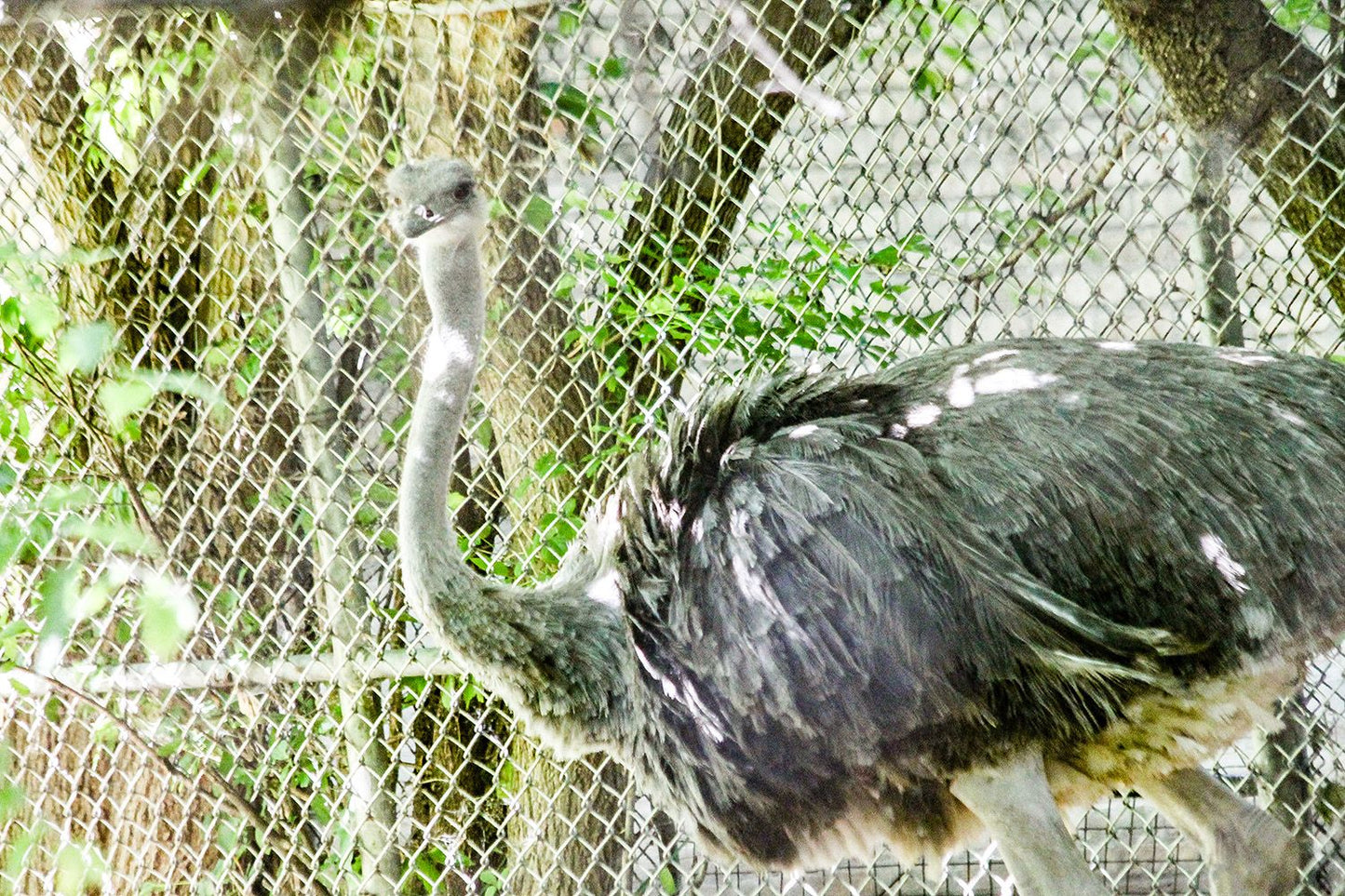 Ostrich 2 1500X1000