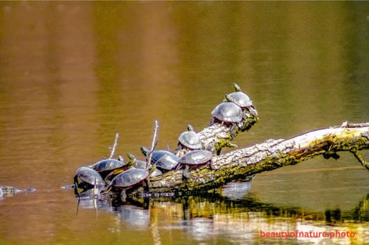 Painted Turtle 1 Horizontal