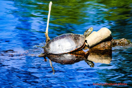 Painted Turtle 2 Horizontal