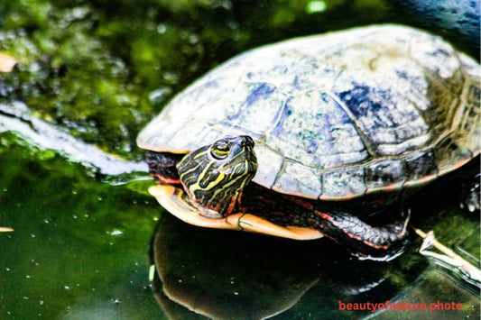 Painted Turtle 3 Horizontal