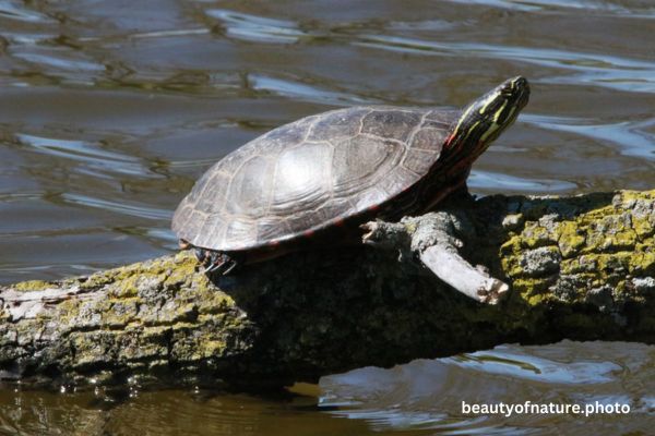 Painted Turtle Portrait 23-2738 Horizontal Early Access Q1 2026