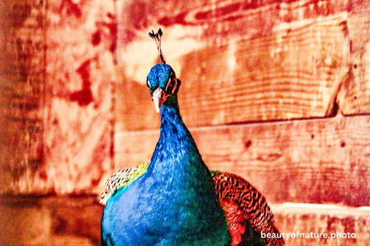 Peacock 1500X1000