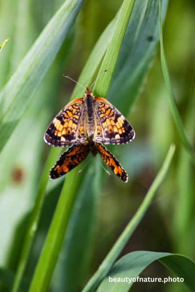 Pearl Crescent Butterflies Mating Vertical