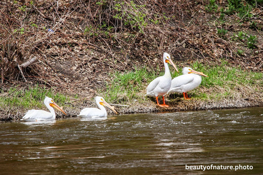 Pelican 4 1500X1000