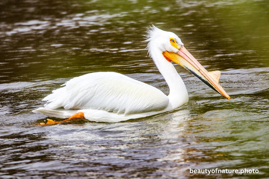 Pelican 6 1500X1000