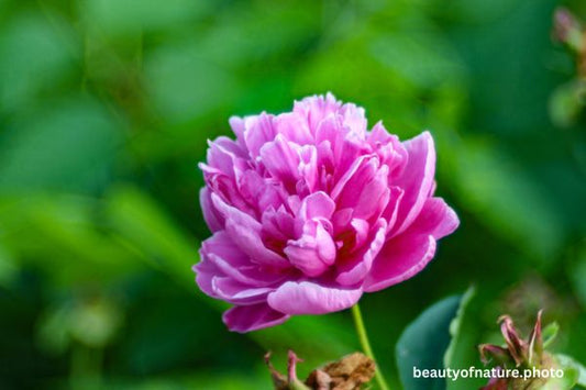 Peony Horizontal