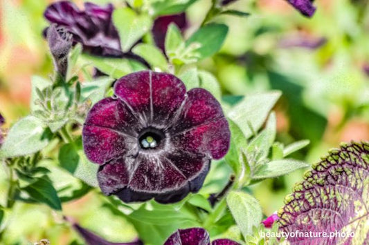 Petunia 1 Horizontal