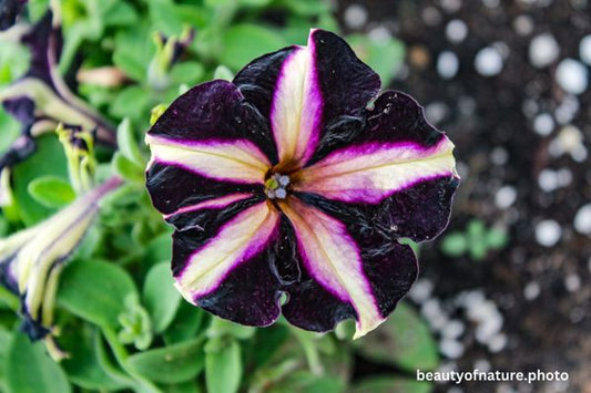 Petunia 2 Horizontal