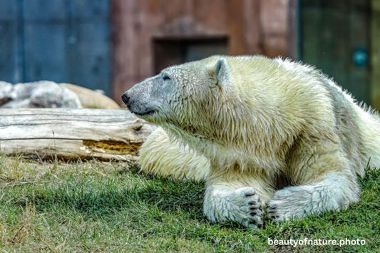Polar bear Horizontal