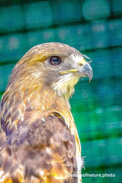 Red-tailed Hawk 1 Vertical
