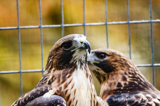 Red-tailed Hawk 2 Horizontal