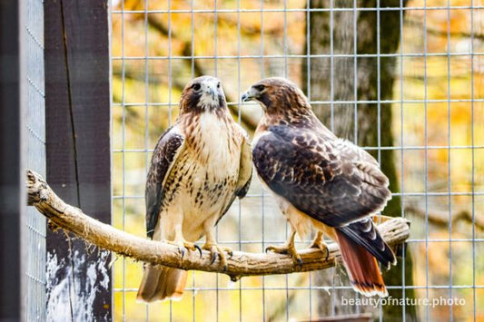 Red-tailed Hawk 3 Horizontal