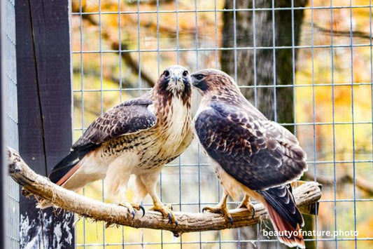 Red-tailed Hawk 4 Horizontal