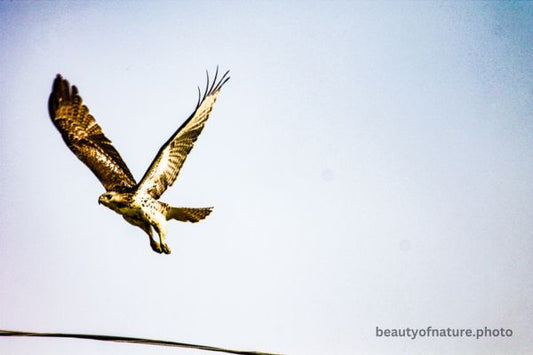 Red-tailed Hawk 5 Horizontal