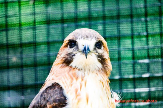 Red-tailed Hawk 6 Horizontal