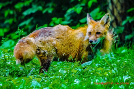 Red Fox 10 Horizontal